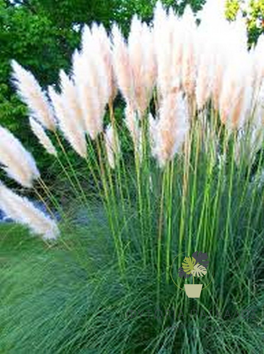 Γκυνερίο (Cortaderia selloana) – Διακοσμητικό Αγρωστώδες για Κήπο - 1